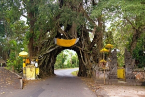 L' albero cavo di Bunut Bolong